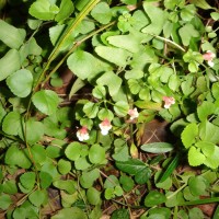 Torenia polygonoides Benth.